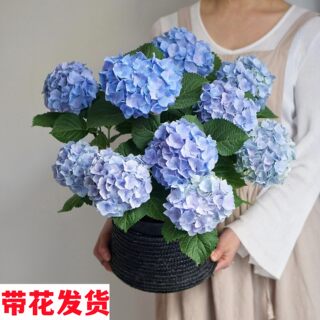 厂家【带花发货】绣球花盆栽室内阳台绿植物无尽夏四季开花卉耐寒