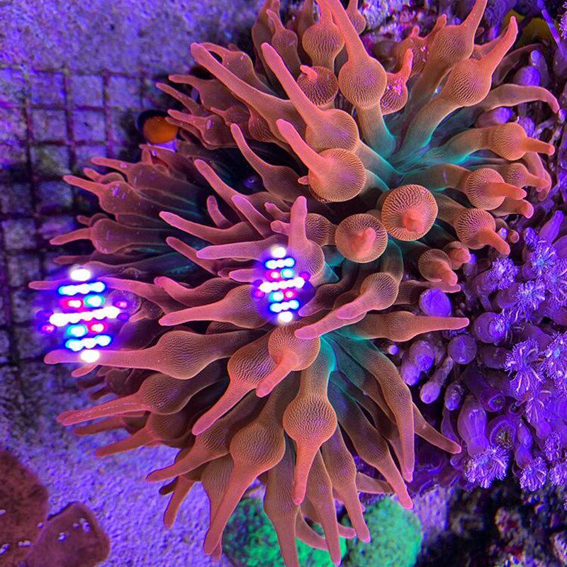 红奶嘴海葵珊瑚好看好养颜色靓海缸珊瑚