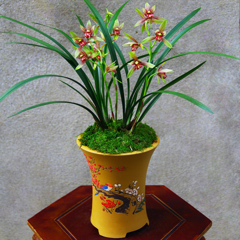 名贵兰花苗逸虹双骄【小国魂】建兰浓香好养v桌面花卉兰草