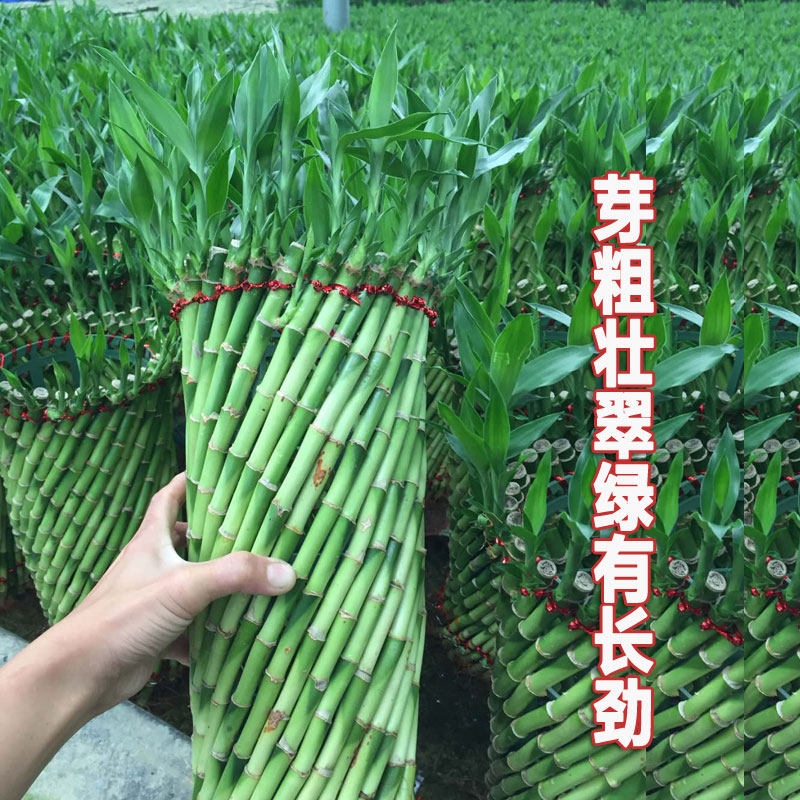水培带根富贵竹盆栽 客厅室内办公室植物造型编织富贵竹子小盆景