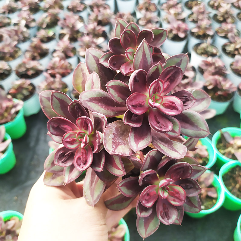 龙骨红司多肉植物群生多头办公室花卉组合盆栽云南多肉老桩群生