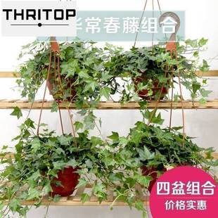 vinca 极速ivy jinbian large plants hanging indoor potted