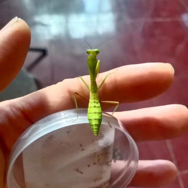 速发澳宽螳螂活体兰花克盾刺花眼斑圆盾幽灵绿巨魔花爬虫温顺可爱