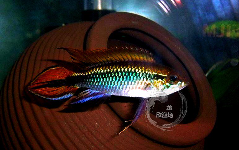 【龙欣渔场】蓝体超红阿卡西 c南美短鲷  热带鱼 观赏鱼