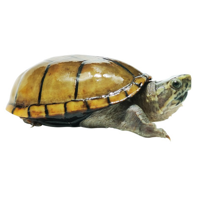 速发头盔龟乌龟活物双头龟玛塔龟龟苗窄桥龟稀有龟吃菜龟檀香龟白