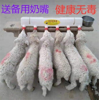 小猪喂奶器哺e乳自动羊羔多用奶妈机饮水喂水补奶兽用奶头奶壶猪
