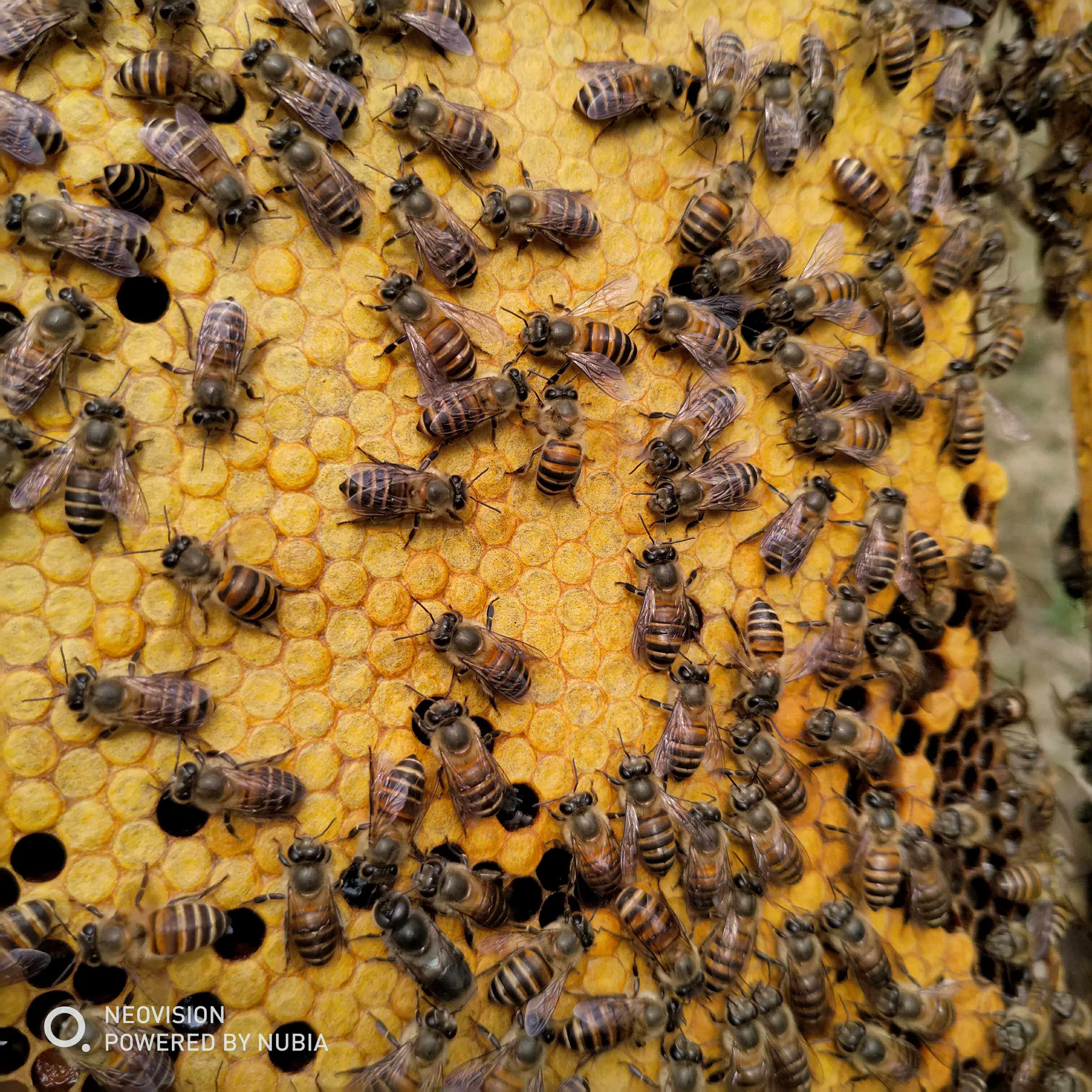 蜂王 高产中蜂王 蜜蜂王 土蜂a王 阿坝王 优质新产中蜂产卵王