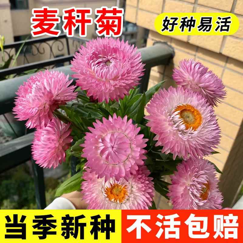 麦秆菊种子混色腊菊干花菊花籽绿化景观盆栽花卉阳台园艺切花观花