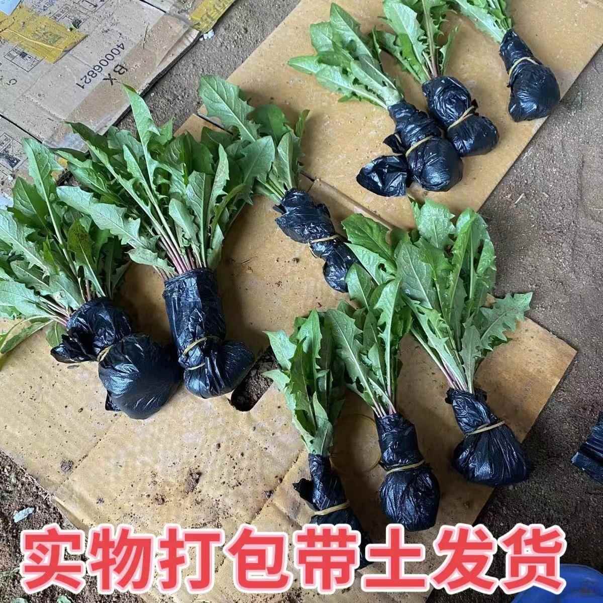 食用蒲公英苗带根带土蒲公英盆栽幼苗婆婆丁新鲜幼苗