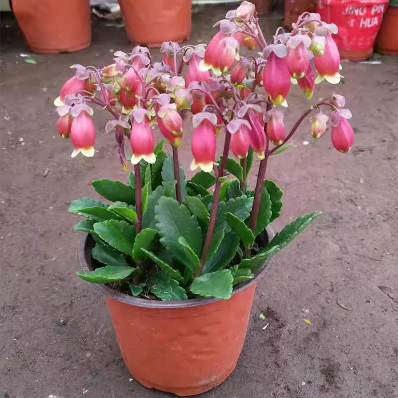 宫灯长寿花盆栽苗室内倒挂金钟灯笼花阳台垂吊长寿花卉包邮好养活