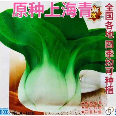 原种上海青油菜种子四季播高产青菜种子上海农家小油菜籽蔬菜种子