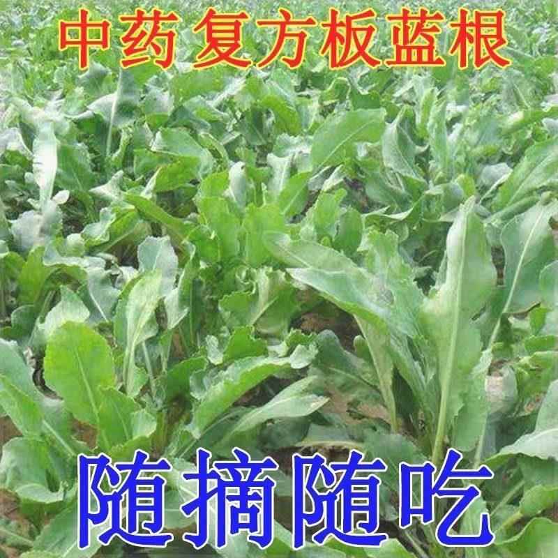 板蓝根种子四季蔬菜孑食用特色野菜大青叶中药材种籽阳台盆栽春季