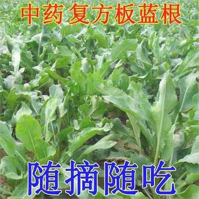 板蓝根种子四季蔬菜种籽食用特色野菜大青叶中药材孑阳台盆栽春季