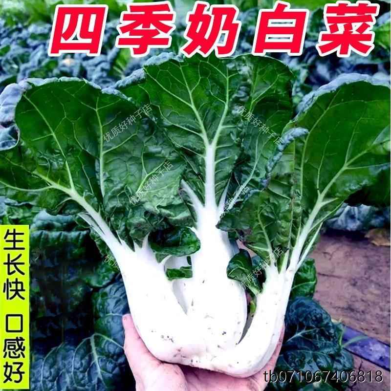 籽奶子阳菜种季蔬小青菜菜白四四矮脚黄台季秋栽季盆奶种油白菜孑