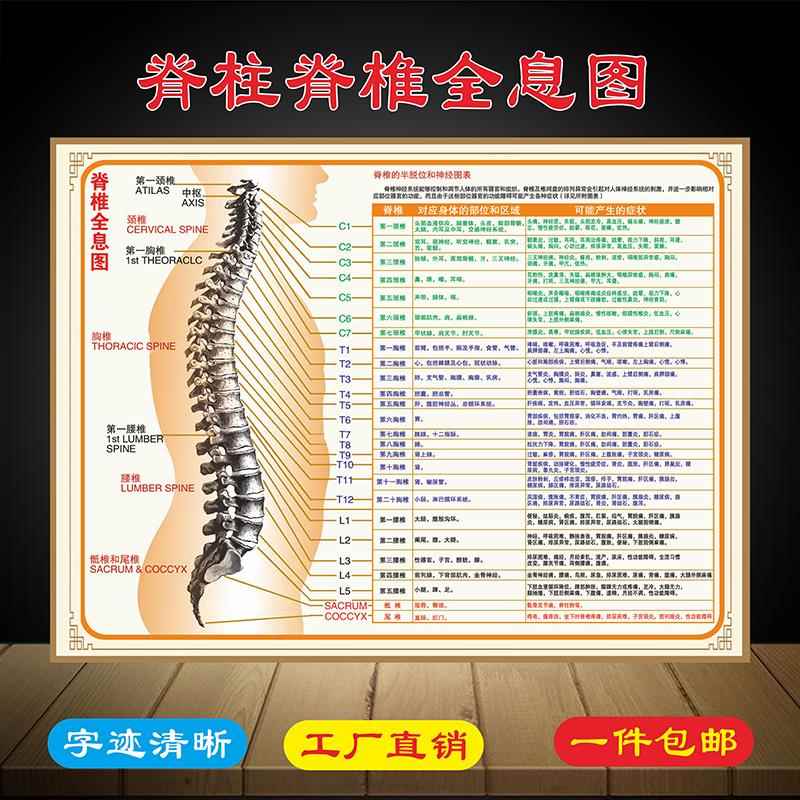 脊柱脊椎全息图海报挂图示意图解参照对照图片墙贴画中医文化展板
