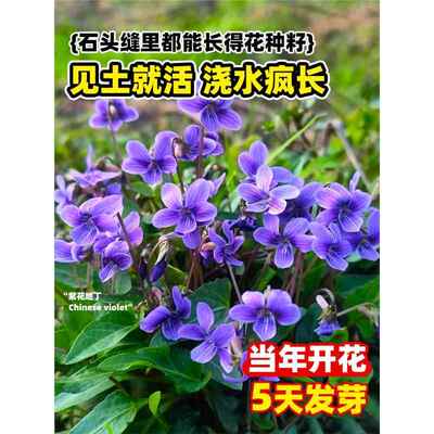 紫花地丁种子籽药用紫花地丁花种籽四季种植盆栽材苦地丁种孑