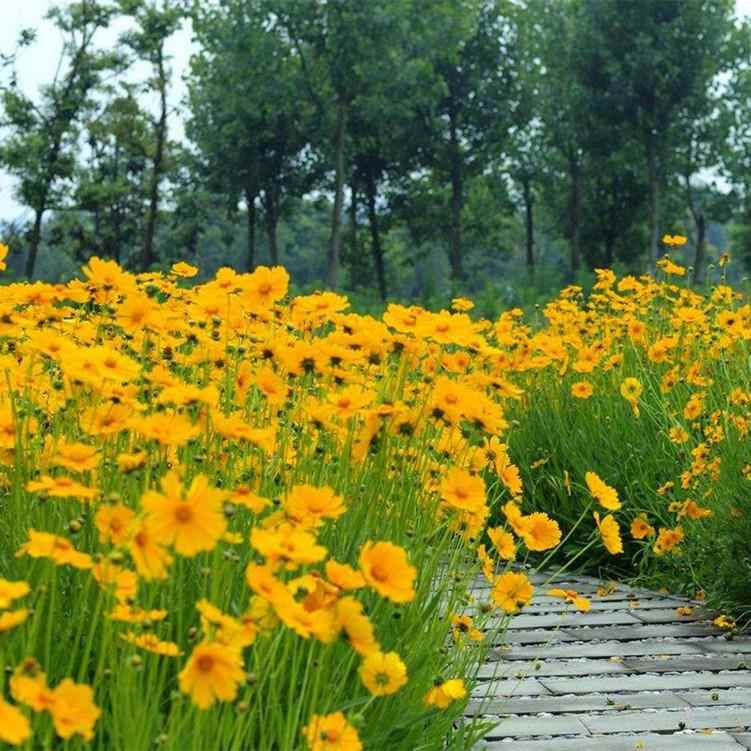 大花金鸡菊种子四季种宿根花种子花海绿化多年生野菊花草种子包邮