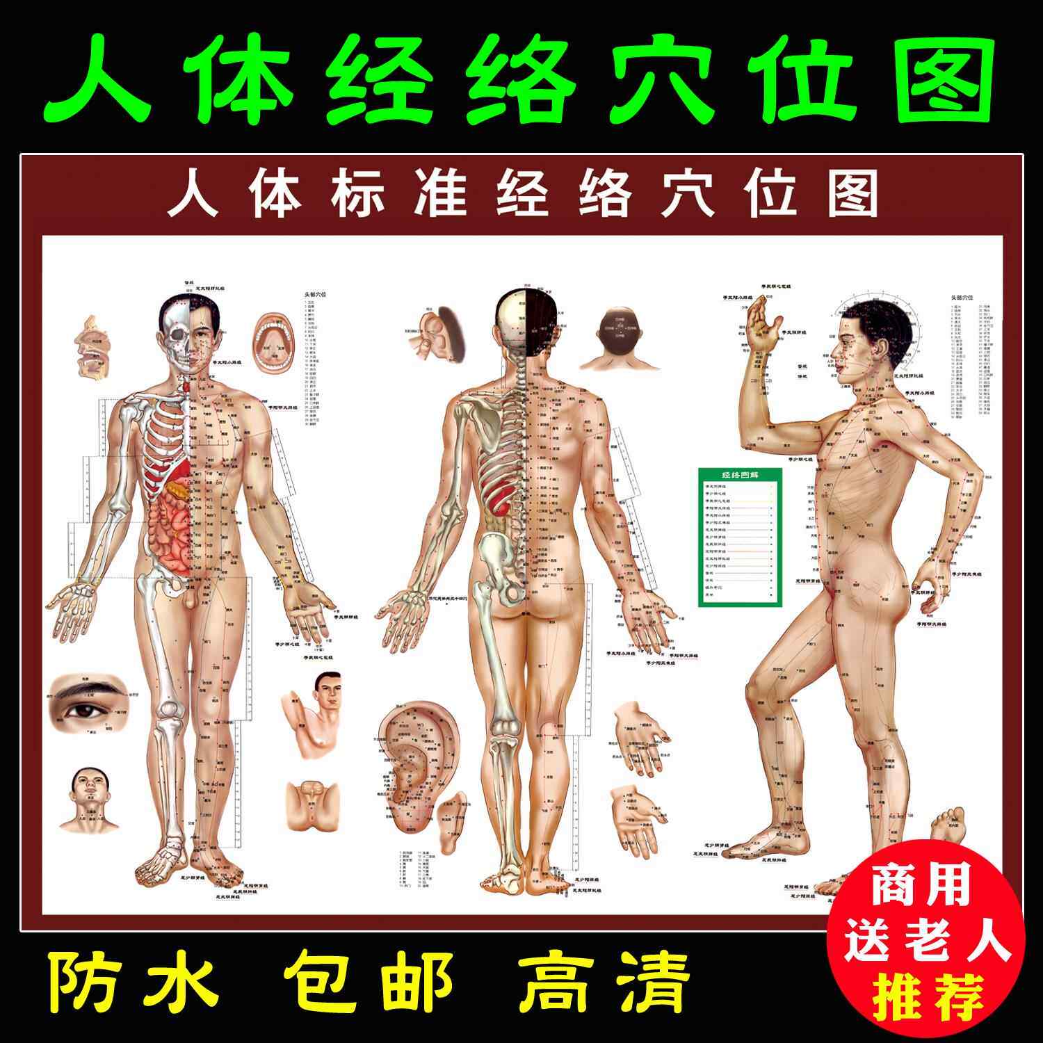 人体经络穴位图大挂画高清正版家用贴画医院诊所按摩推拿12穴位图