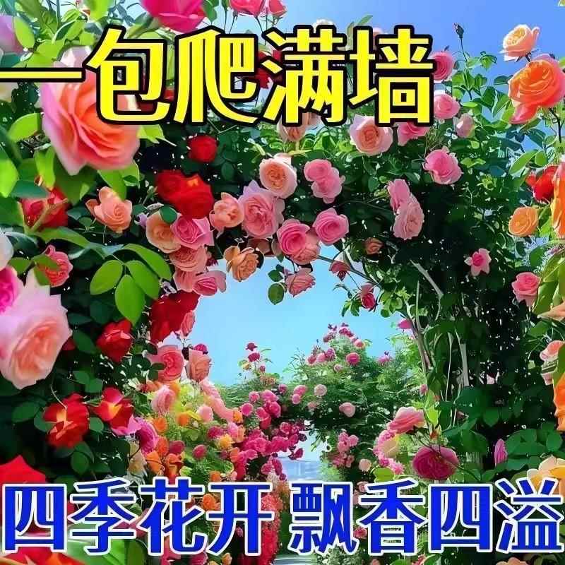 玫瑰花苗阳台蔷薇花种子四季播种大花耐寒庭院绿植耐阴
