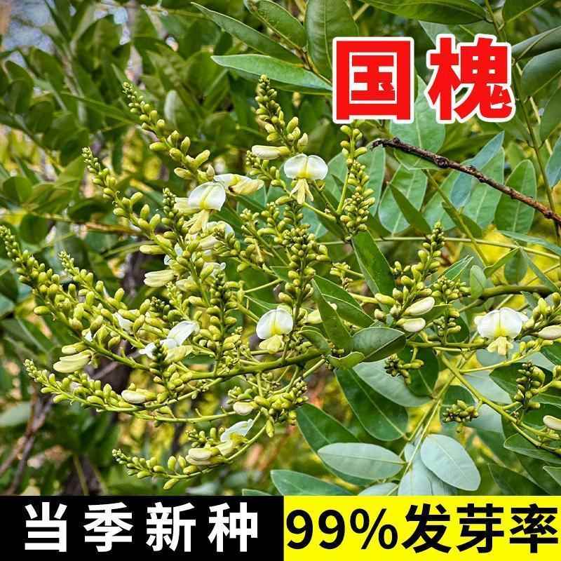 新采国槐种子速生国槐树种刺槐黄花槐红花槐刺槐种子紫穗槐子树籽