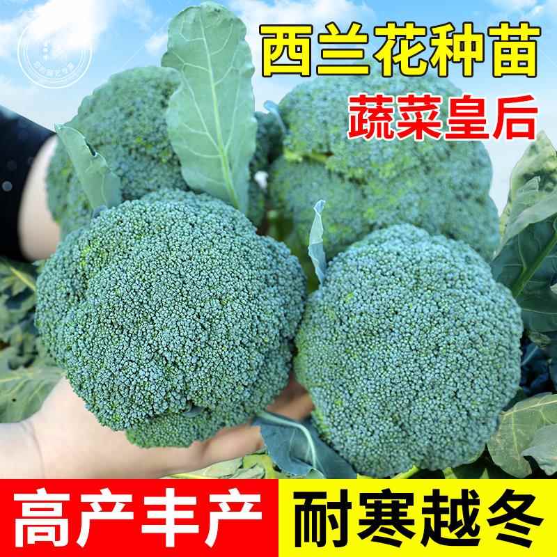 西兰花种子曼陀绿青花菜蔬菜苗冬季菜花秧苗优秀西蓝花种籽孑四季