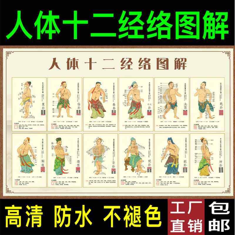 十二经络挂图人体穴位图艾灸穴位图解中医养生馆大挂图人体经络图