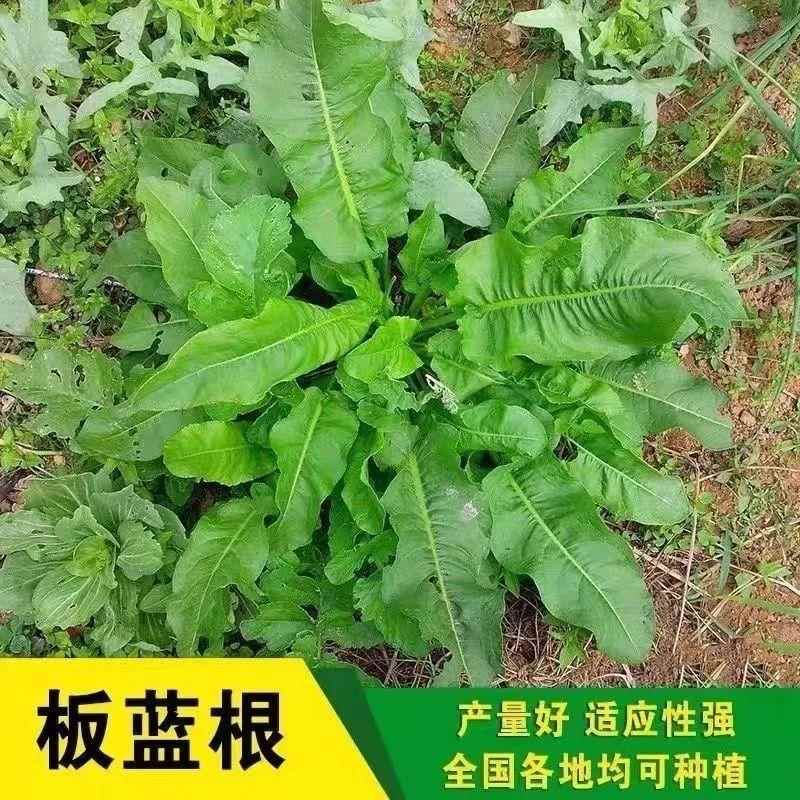 板蓝根种子四季蔬菜孑种籽特色野菜大青叶中药材食用阳台盆栽春季