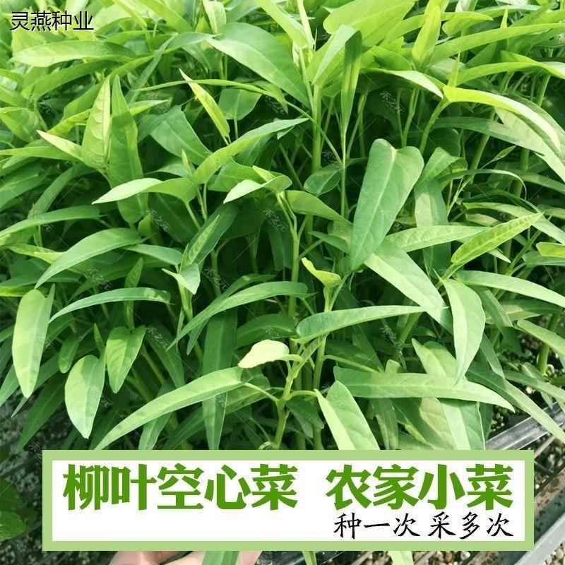 柳叶空心菜种子夏季阳台盆栽菜籽农家四季播水培叶大空心蔬菜种子