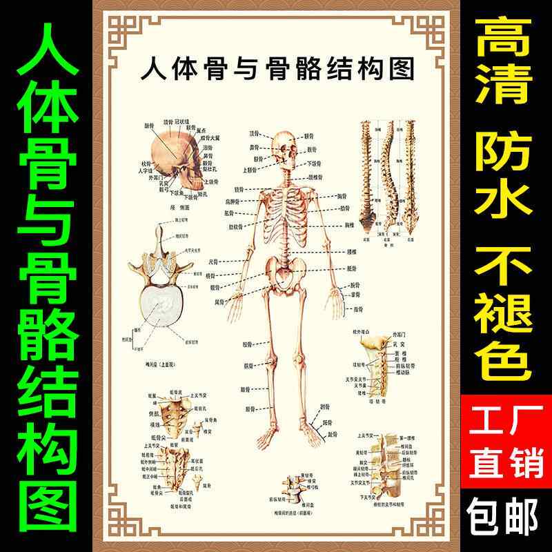 人体骨与骨骼结构图全身骨骼结构示意图 肌肉结构解剖示意图 海报
