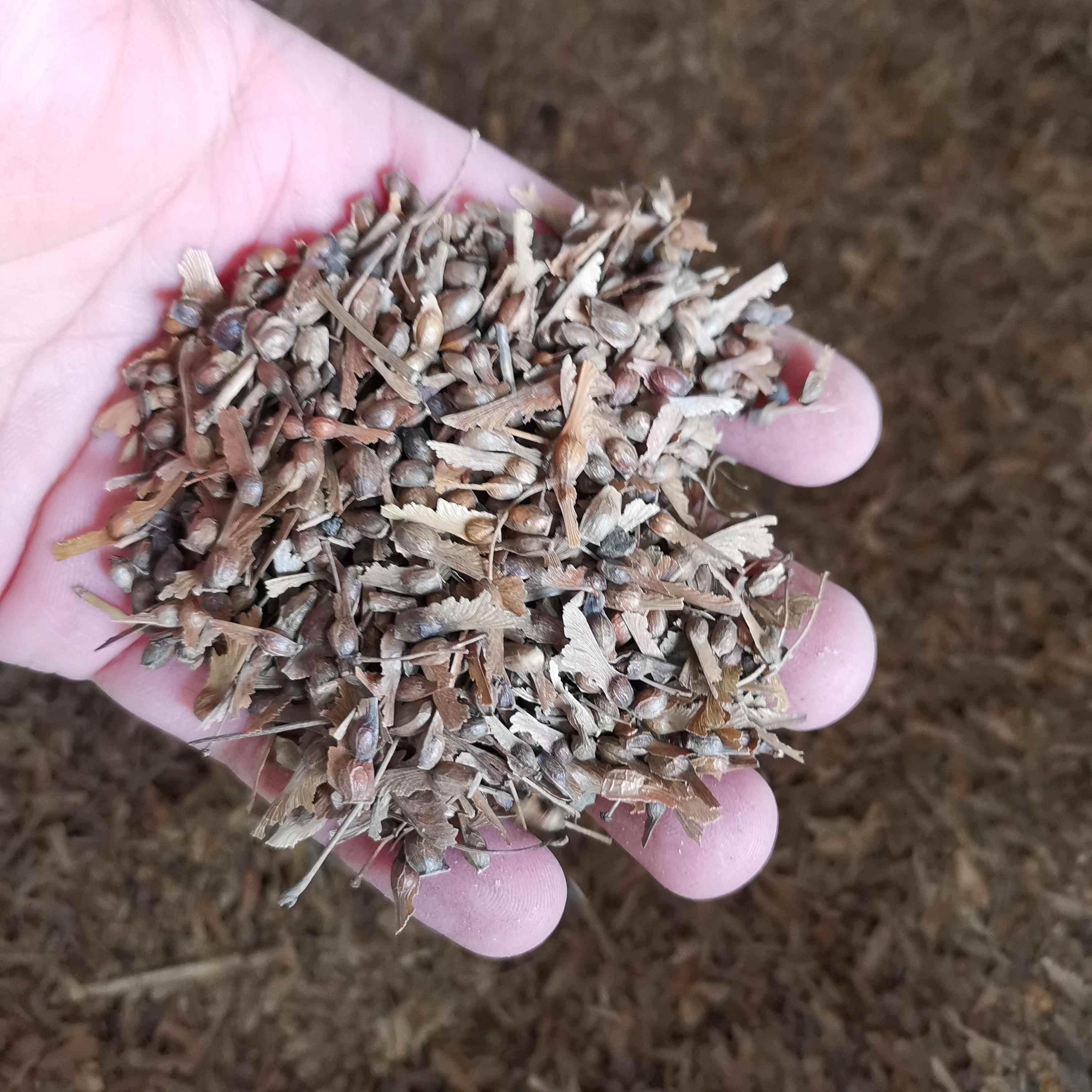 鸡爪槭种子枫树红枫小苗种子种籽四季树种彩行道树子叶种孑4