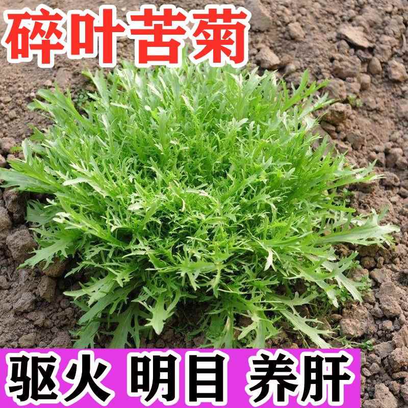 碎叶盆栽种子苦菊种籽牛奶细叶生菜苦菜蔬菜种子四季苦苣高产包邮