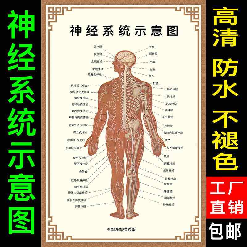 人体骨骼器官内脏宣传画人体神经系统示意图人体肌肉解剖图大挂图