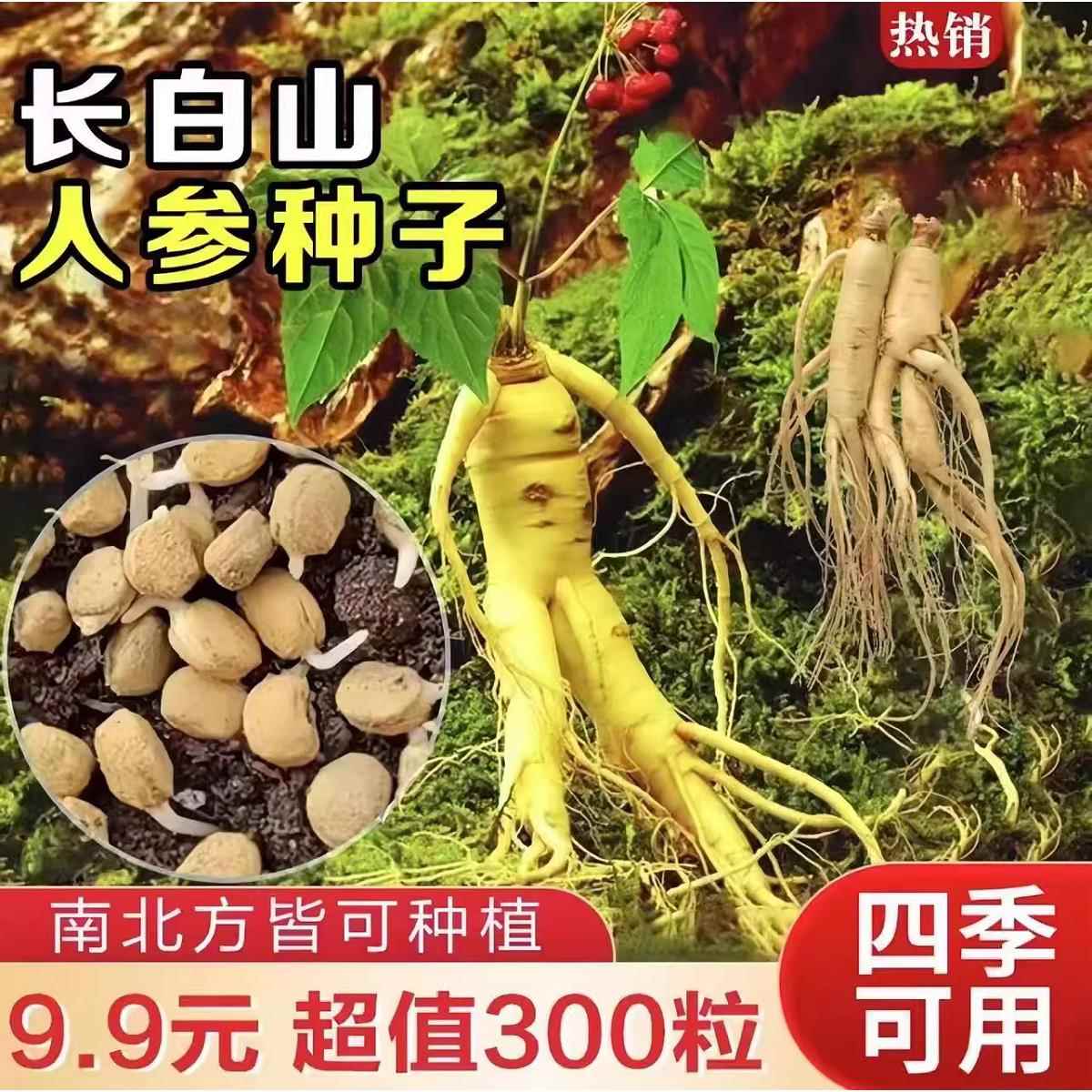 白人参种正山野山内花种子长季材易参种中子药易活室观品卉盆四栽