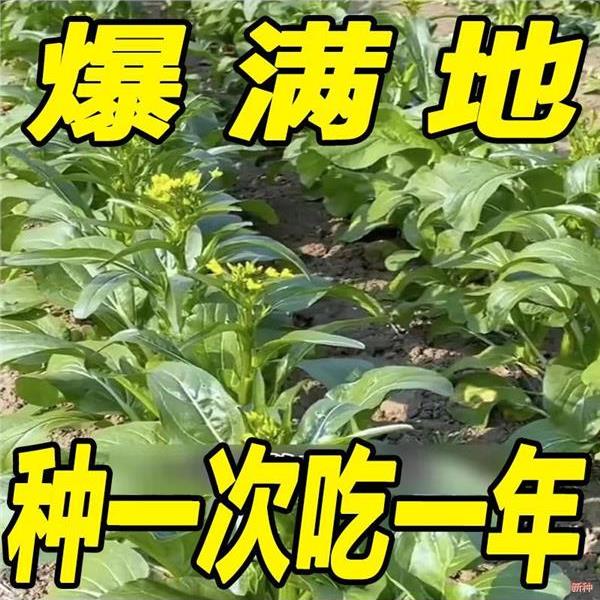广东速生菜心种子25天四九甜菜心菜苔籽四季种耐热耐高温蔬菜种子