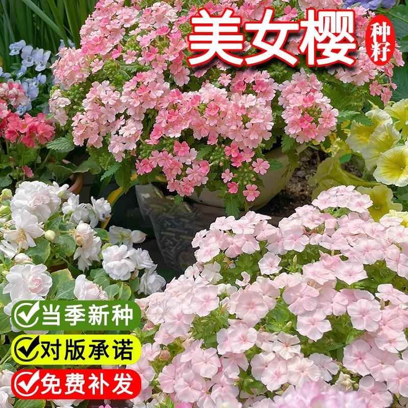 细叶美女樱种子美人樱花种盆栽吊篮四季播种开花苗五色梅花籽绣球