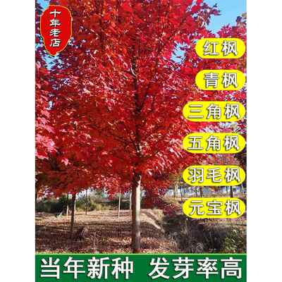 美国红枫种子行道树林木观赏三五角枫种籽羽毛枫日本红枫树元宝枫
