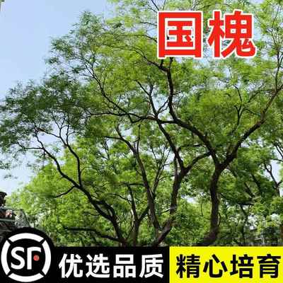 新采国槐种子速生国槐树种籽黄花槐红花槐刺槐种子紫穗槐刺槐树子