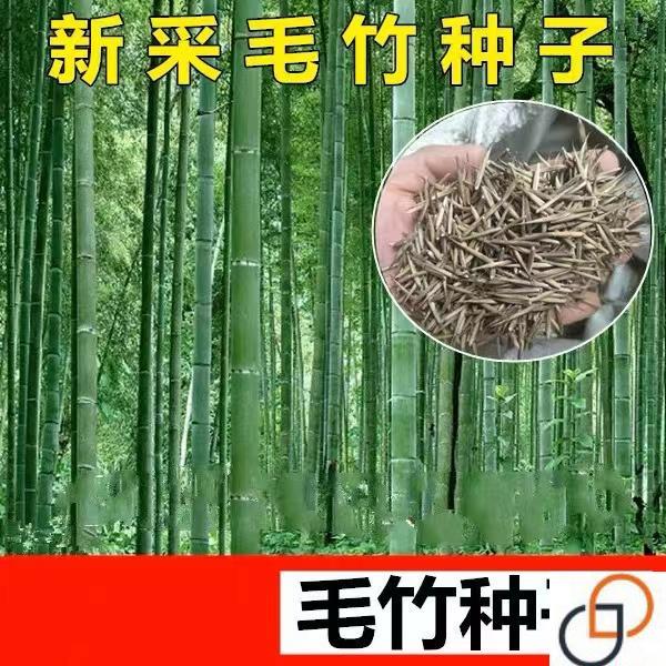 大型毛竹种子 青竹苗籽 楠竹四季竹种子 刚竹子 雷竹食用竹笋种子