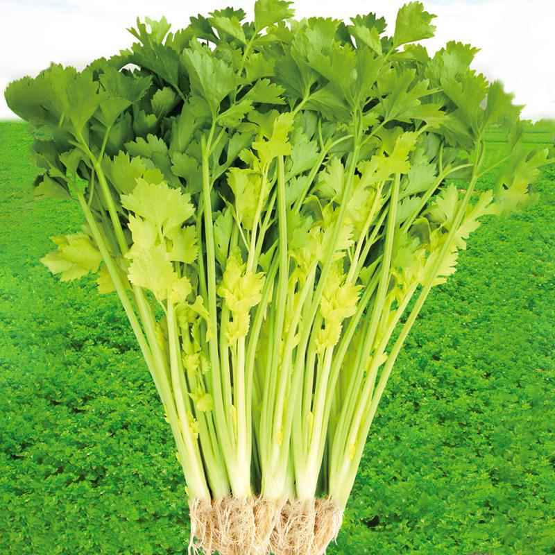 香黄心实芹季芹籽菜种子小蔬苗苗菜秧冬种青菜四芹高产季孑秋菜种