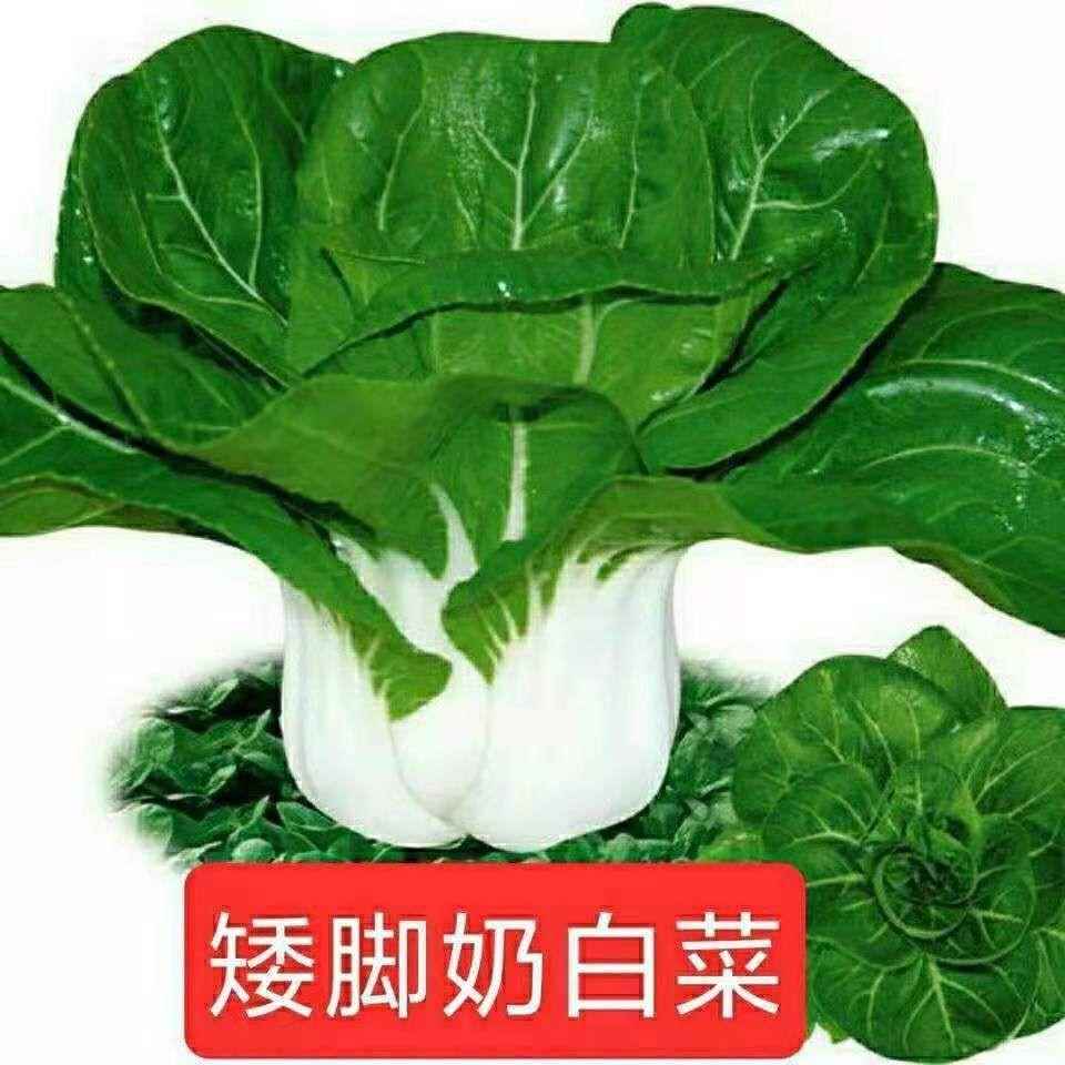 白脚台白奶油菜季子矮菜季白菜种小菜阳蔬菜蔬四四种奶子菜种子