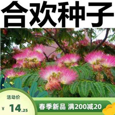 金合欢采合欢种子 合欢树种子红花合欢 山合欢种子 新银合欢包邮