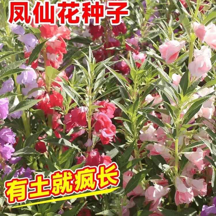 四季重实验凤仙花种子茶花凤仙指甲花阳台盆栽小学生瓣花卉种子
