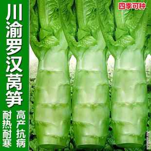 四川羅漢萵筍種籽圓葉耐熱萵苣雞腿萵筍四季 播粗壯南方蔬菜種子孑