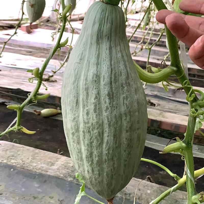 族菜南南种瓜子口粉面可糯甜 甜蜜种本牛腿瓜种籽 蔬栗贵香孑苗