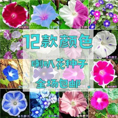 大花牵牛花种子特大号喇叭花爬墙爬藤室盆内庭栽院四季易活花种子