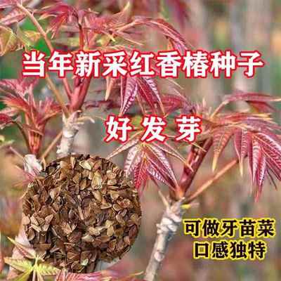 红油香椿种子芽苗菜红盆栽红香椿香椿树椿树四季播食用香椿树种籽