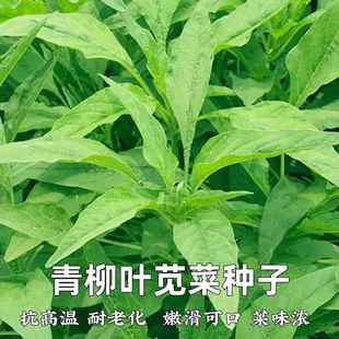 苋菜子种速子柳温生耐耐耐蔬菜湿寒种耐籽 老青叶苋肥种菜抗高四季