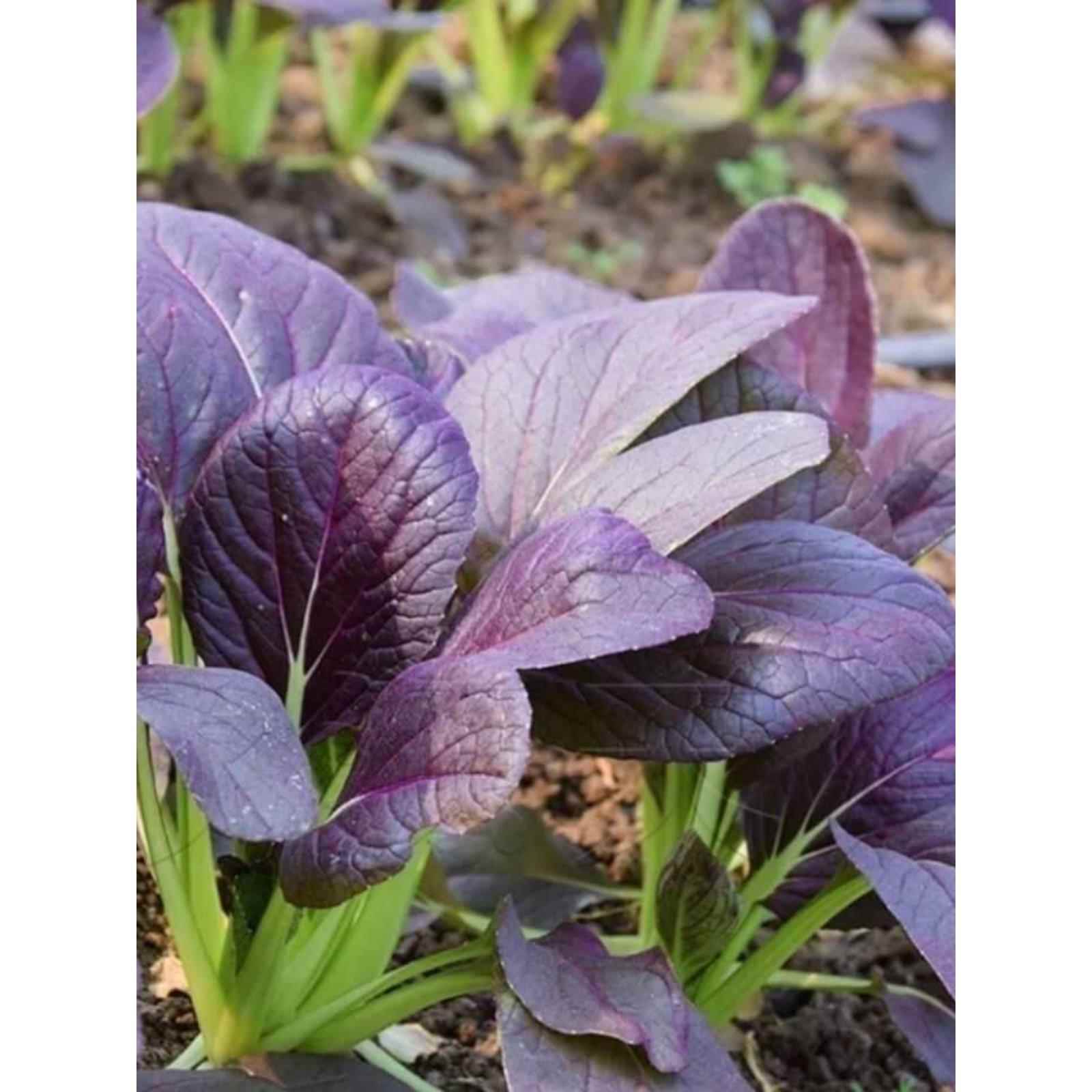 耐紫热兰妃超紫紫上四海青菜油菜种籽播季阳种台菜蔬盆小罗青栽子