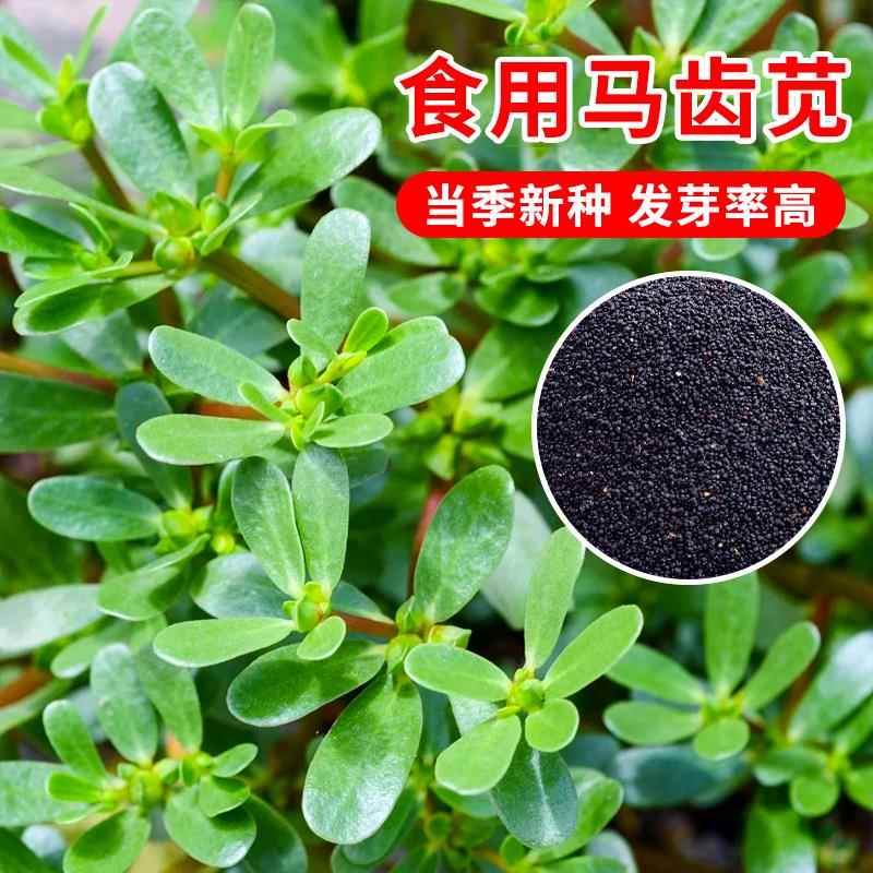 马齿苋种子籽种蔬菜春夏秋四季阳台盆栽食用农家种籽孑青菜马苋菜
