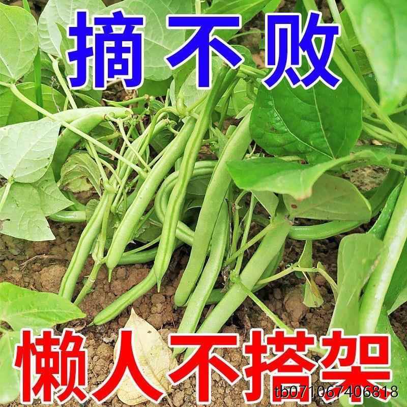 豆无子春架地夏苗不高产种架豆豆角种孑秋菜豆生四季搭矮豆种豇籽
